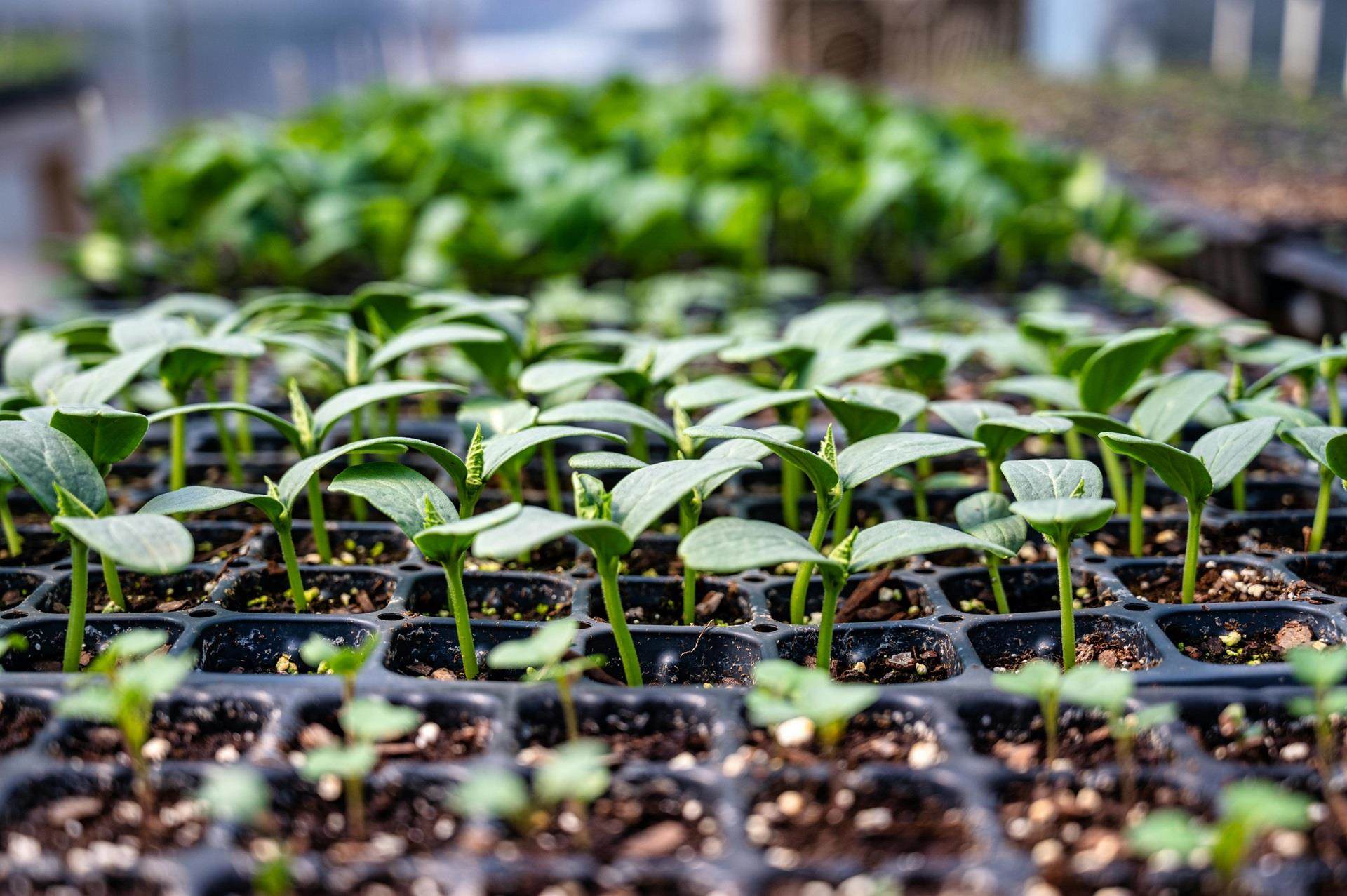 Crop seedlings sprouting