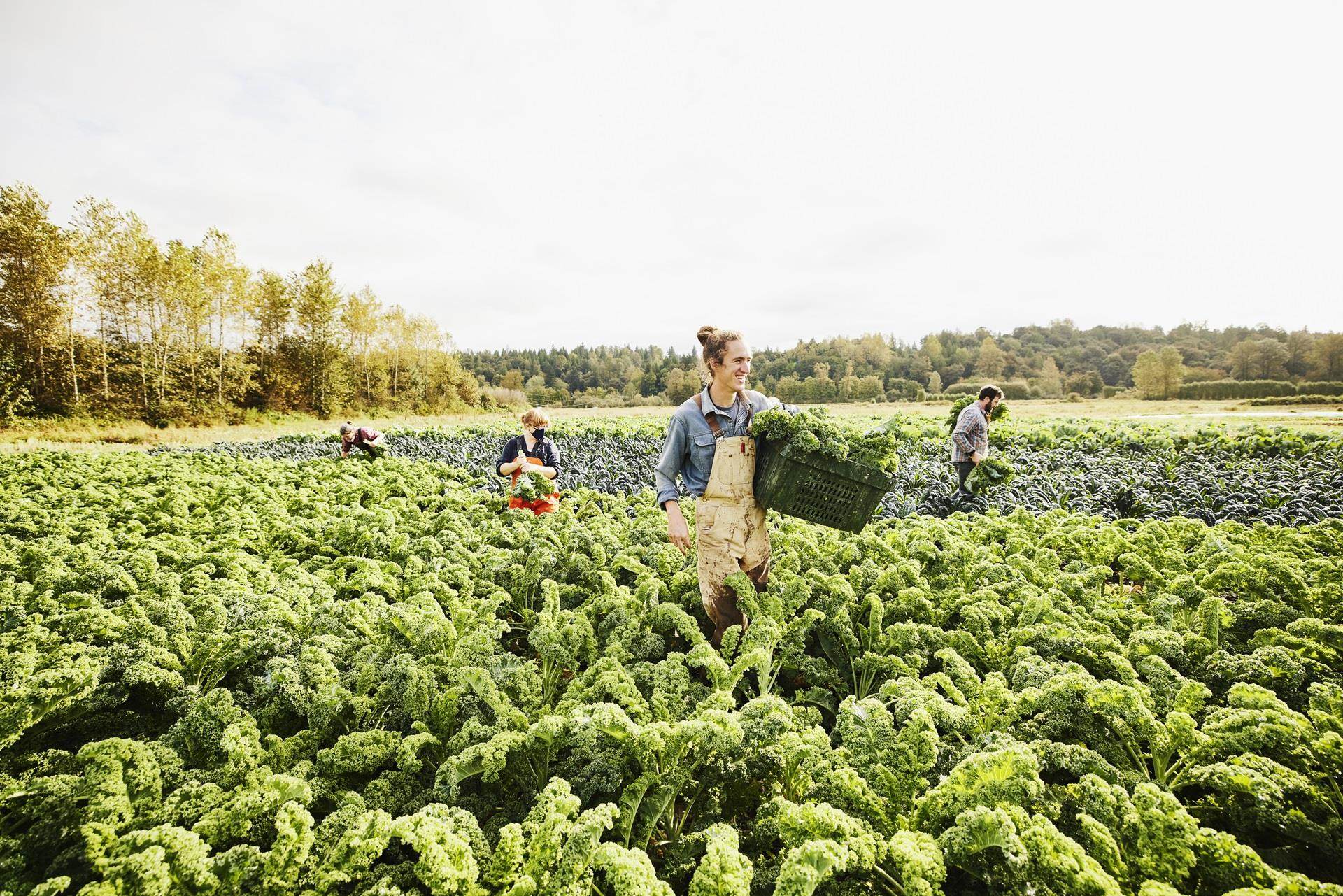 American farming and gathering food