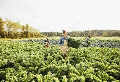 America’s Grow-a-Row