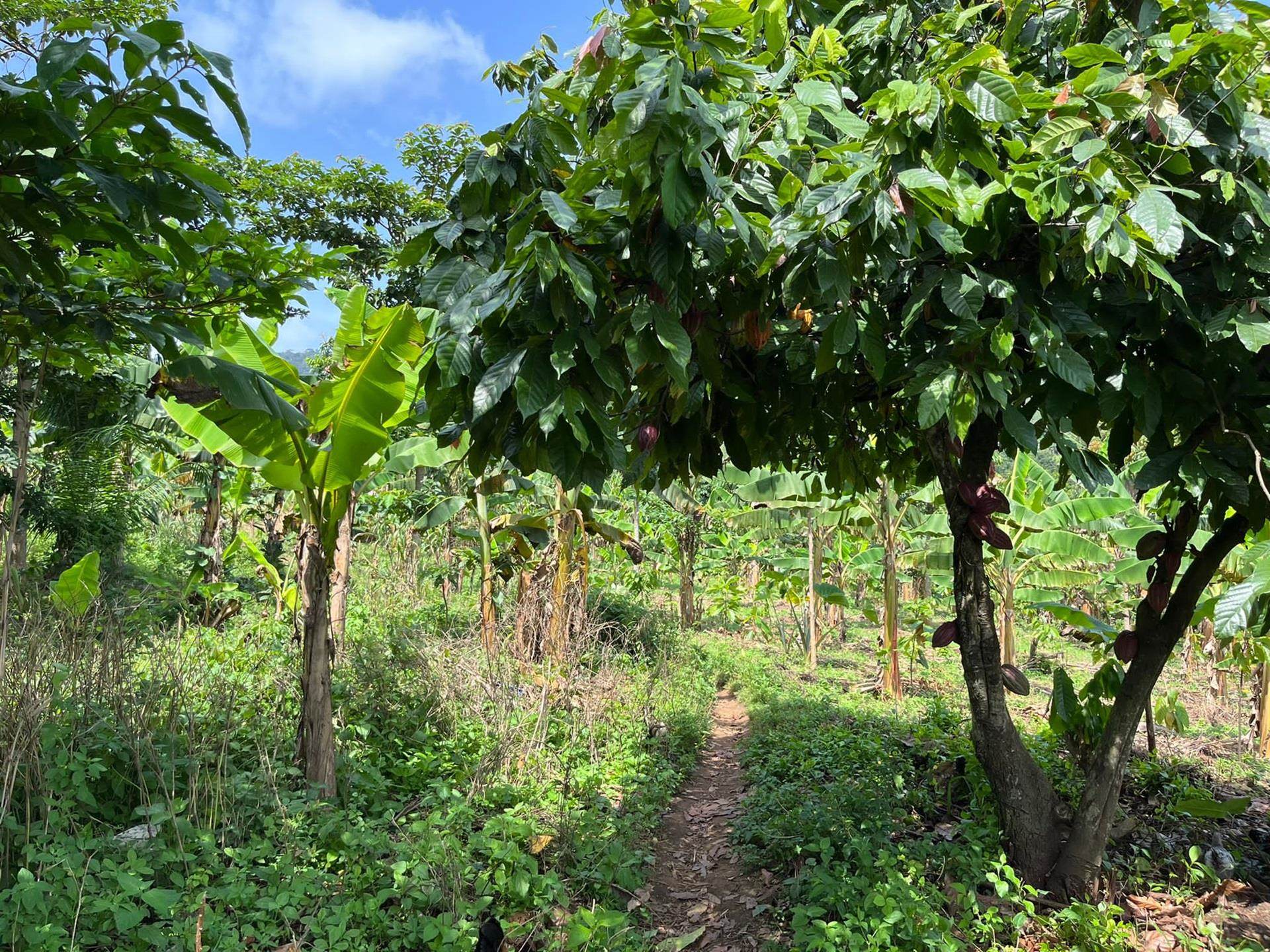 Farmers crops flourishing thanks to Association Morija