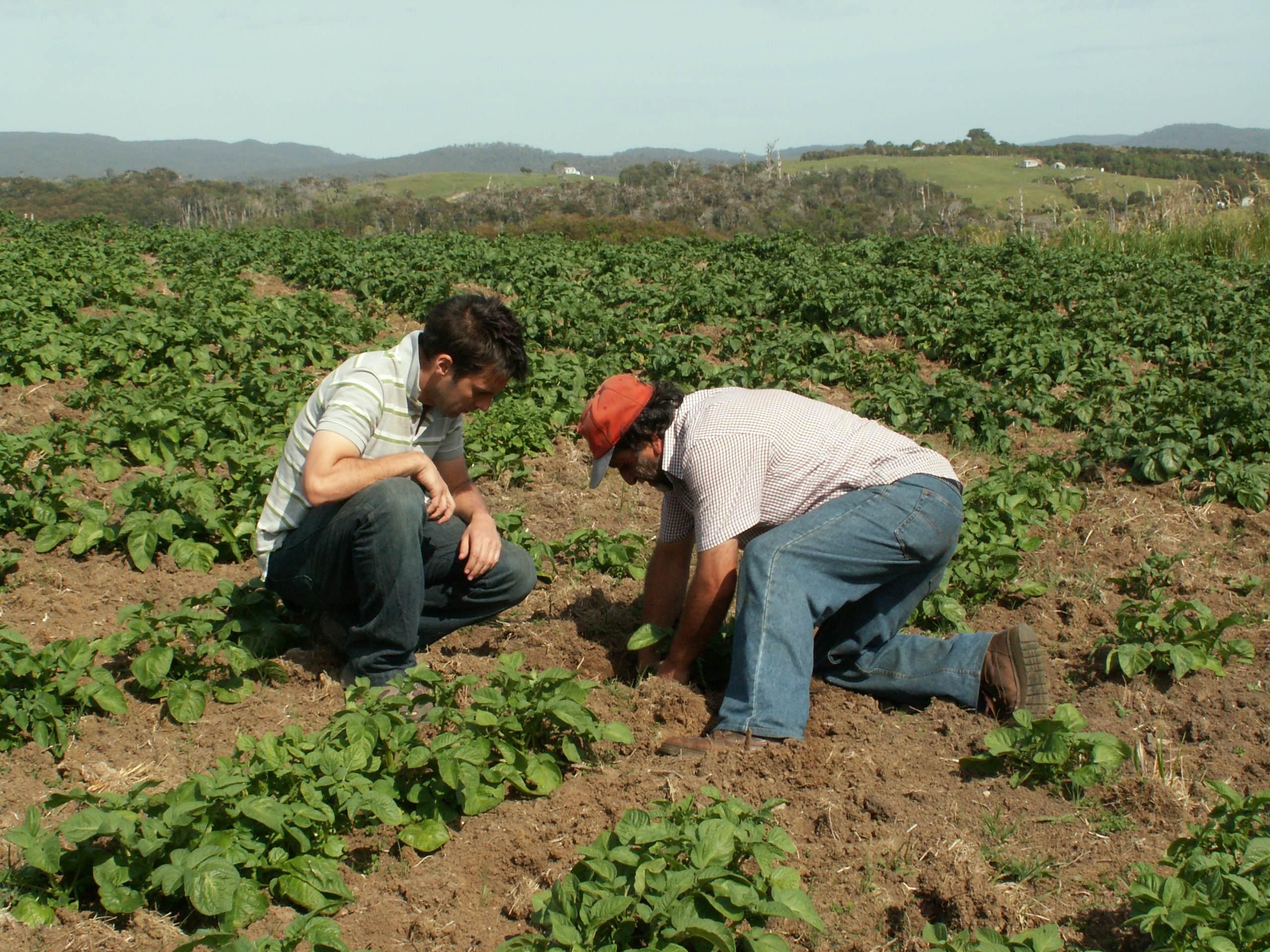 Two smallholder potato farmers supported by CABI work in a field