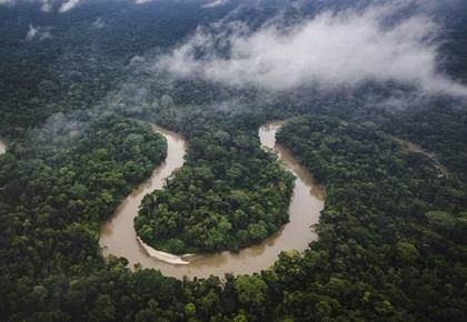 Instituto Amazonas - Agroforestry in the Amazon