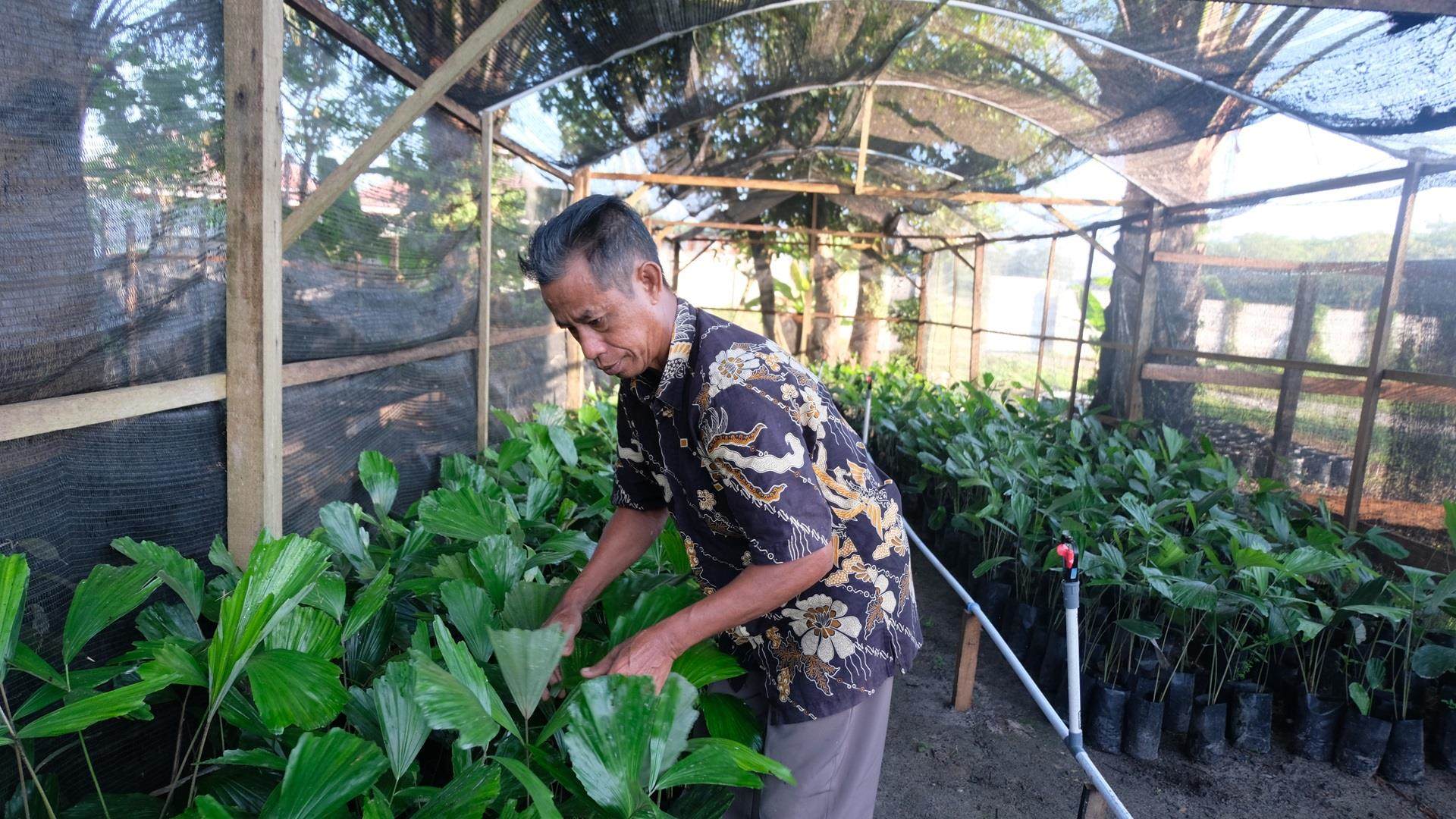 Farmer benefitting from Kaleka tends to plants in nursery