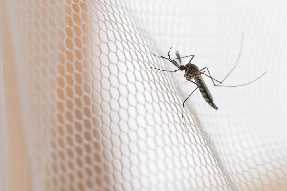 Mosquito on mosquito net used to represent Croda Foundation support of Against Malaria Foundation project