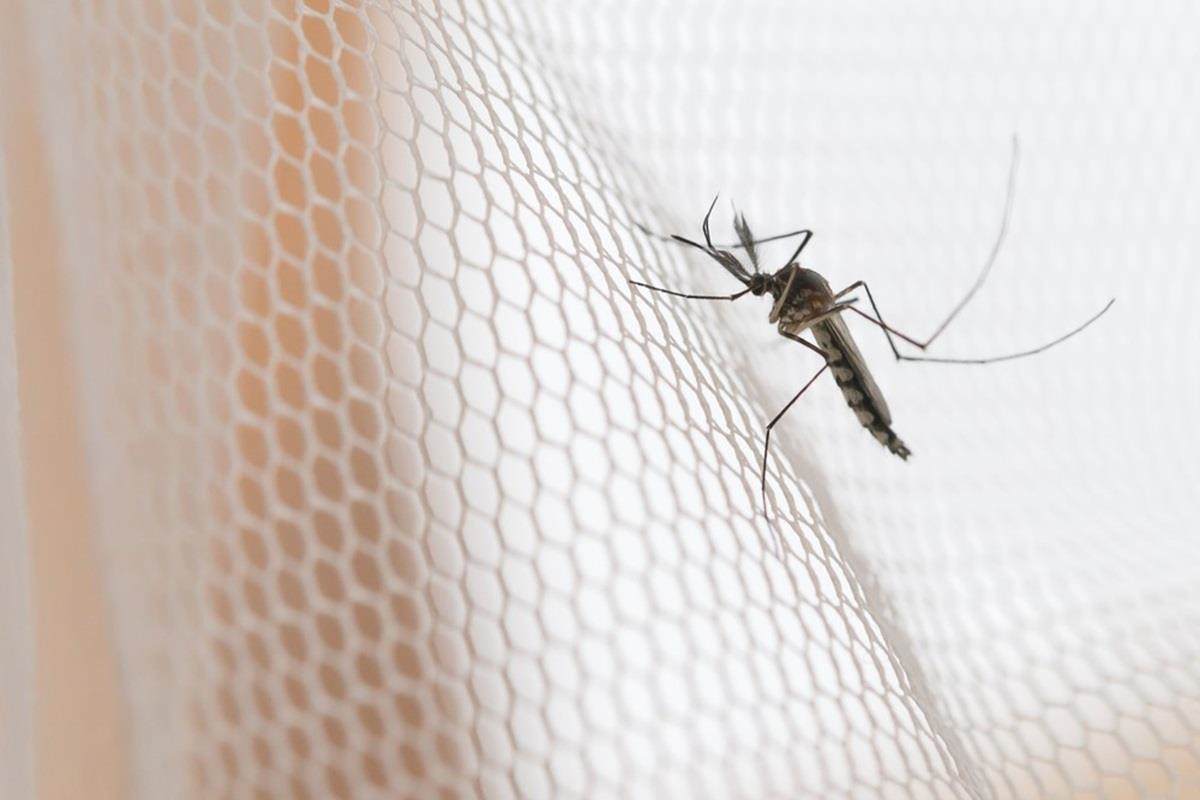 Mosquito on mosquito net used to represent Croda Foundation support of Against Malaria Foundation project