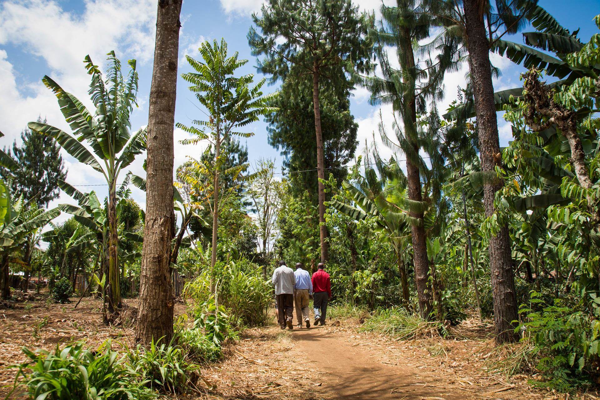 Greening Tanzania with sustainable rural agroforestry