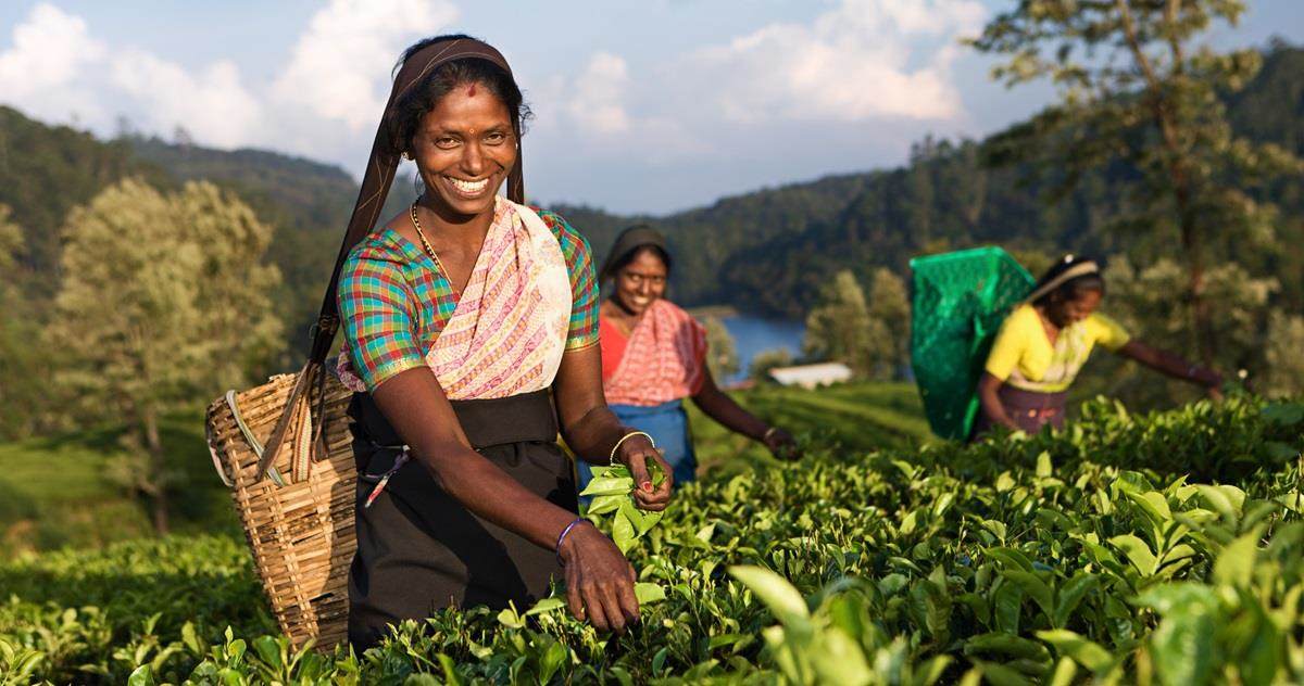 Tamil pickers plucking tea leaves on plantation prevent hunger